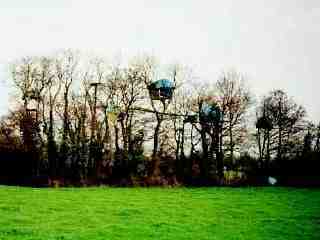 [Treehouses In Copse Picture]