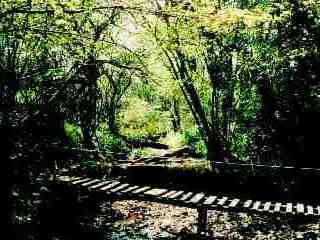 [Bridge And Enterence To Copse Picture]